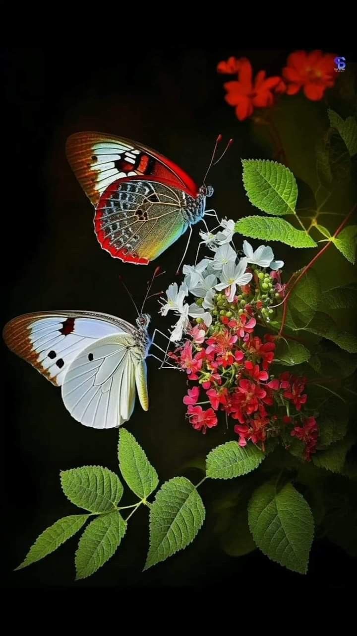 butterfly wallpaper cute 1