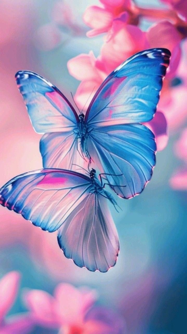 butterfly wallpaper nature scene