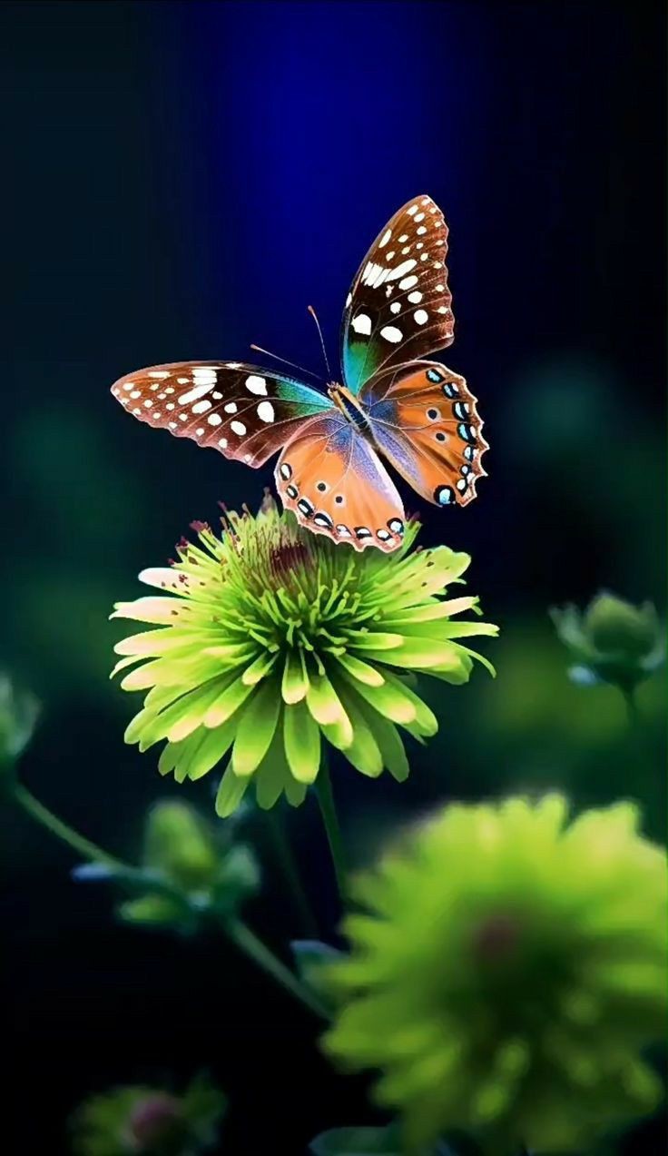 butterfly wallpaper pastel