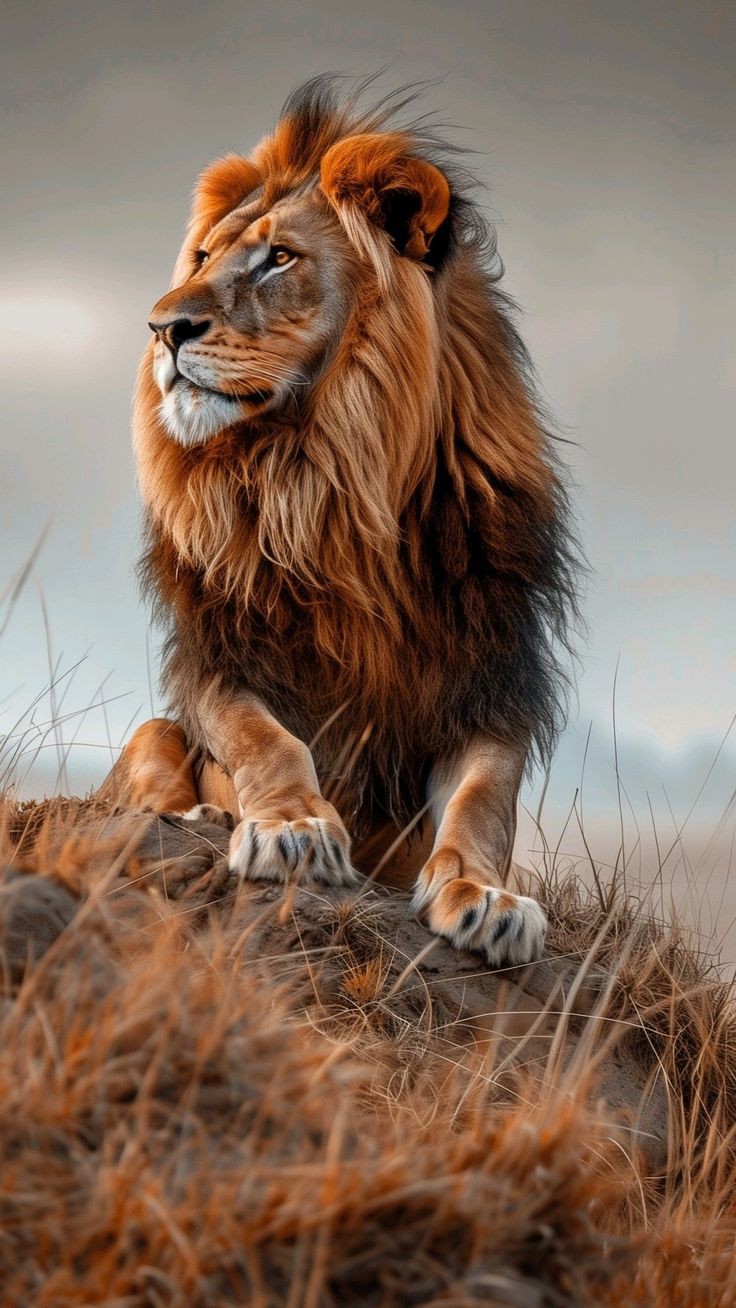 lion portrait wallpaper